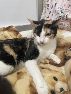 RAINE - Calico available for adoption