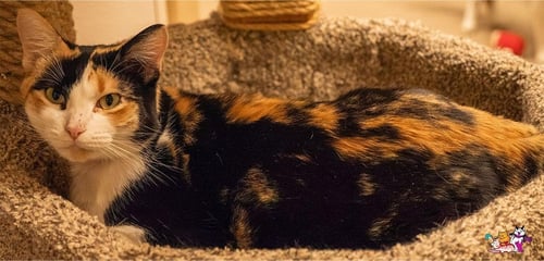 RAINE - Calico available for adoption