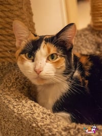 Raine - Photo 2