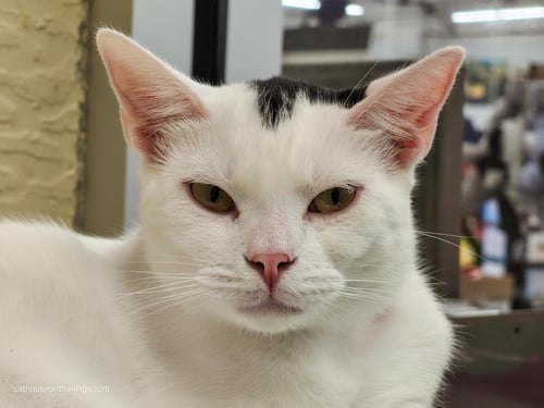 FETA - Turkish Van available for adoption