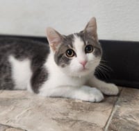 Kitten 28272 (Jamie) - Photo 2
