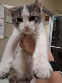 Kitten 28272 (Jamie) - Photo 4