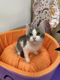 Kitten 28272 (Jamie) - Photo 3