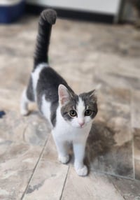 Kitten 28272 (Jamie) - Photo 1
