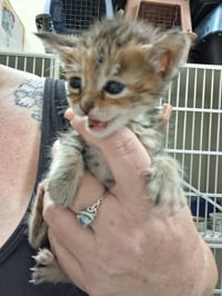 Kitten 28170 (Ellie) - Photo 4