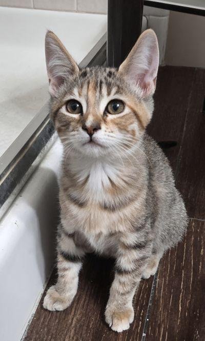 Kitten 28170 (Ellie) Image