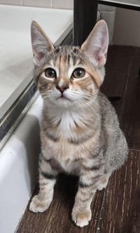 Kitten 28170 (Ellie) - Photo 1
