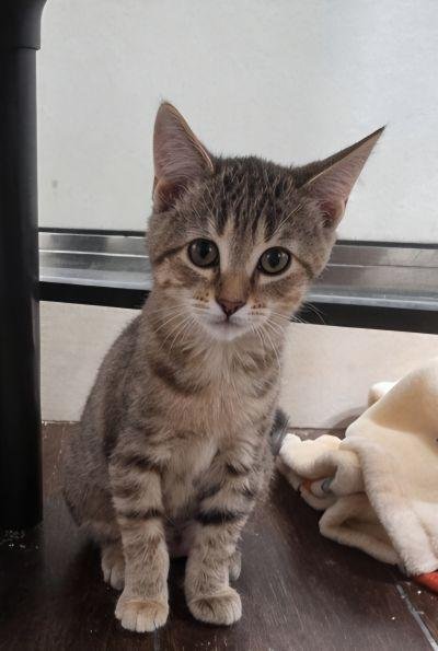KITTEN 28170 (ELLIE) - Torbie available for adoption