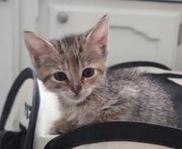 Kitten 28170 (Ellie) - Photo 3