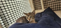 Kitten 27958 (Luna) - Photo 3