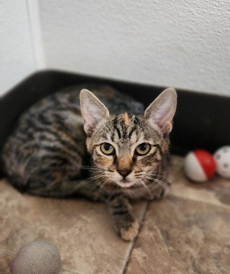 KITTEN 27958 (LUNA) - Torbie available for adoption