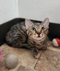 Kitten 27958 (Luna) - Photo 2