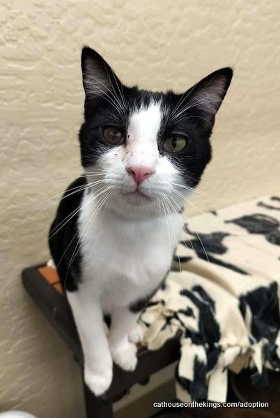 JOEL - Domestic Short Hair available for adoption