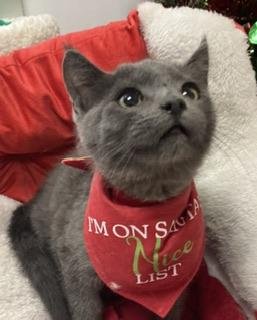 PUKA - Russian Blue available for adoption