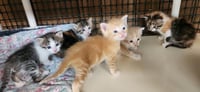 Kitten 28005 (Fitz) - Photo 4