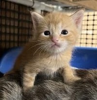 Kitten 28005 (Fitz) - Photo 3