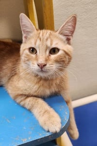 Kitten 28005 (Fitz) - Photo 1