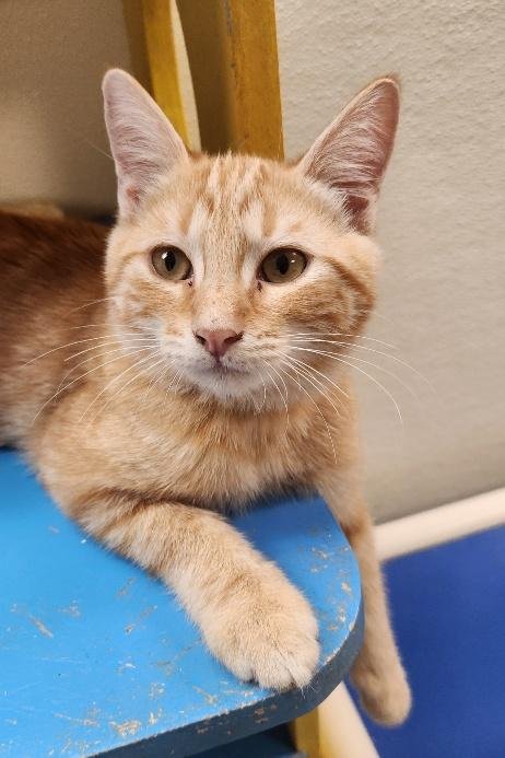 KITTEN 28005 (FITZ) - Tabby available for adoption
