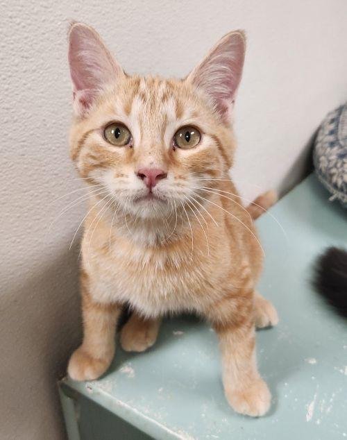 KITTEN 28005 (FITZ) - Tabby available for adoption