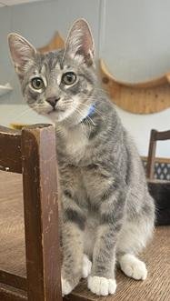 Kitten 27982(Stu) - Photo 2