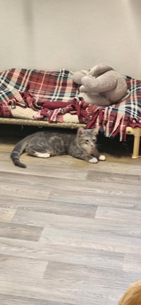 Kitten 27982(Stu) - Photo 4