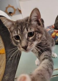 Kitten 27982(Stu) - Photo 3