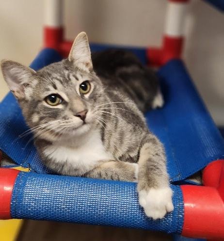 KITTEN 27982(STU) - Tabby available for adoption
