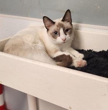 CAT 27281 (DUMPLING) - Siamese available for adoption