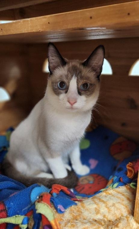 CAT 27281 (DUMPLING) - Siamese available for adoption