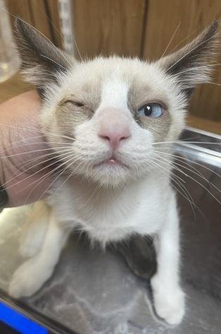 Cat 27281 (Dumpling) - Photo 3