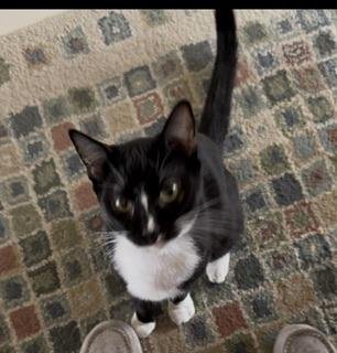 BULBASAUR - Tuxedo for adoption in Fresno