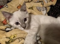 Kitten 27966 (Harlee) - Photo 2