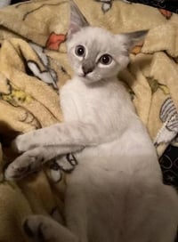 Kitten 27966 (Harlee) - Photo 1