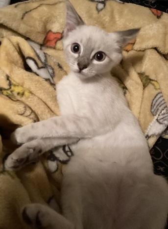 KITTEN 27966 (HARLEE) - Siamese available for adoption