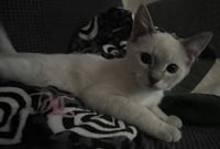 Kitten 27966 (Harlee) - Photo 4