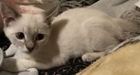 Kitten 27966 (Harlee) - Photo 3