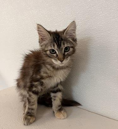 Kitten 27745 (Mica) Image