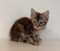 Kitten 27745 (Mica) - Photo 2