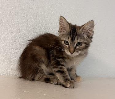KITTEN 27745 (MICA) - Maine Coon available for adoption
