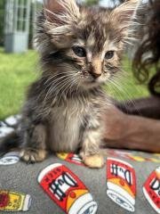 Kitten 27745 (Mica) - Photo 3