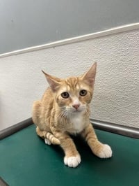 Kitten 27954 (Chuckie) - Photo 2