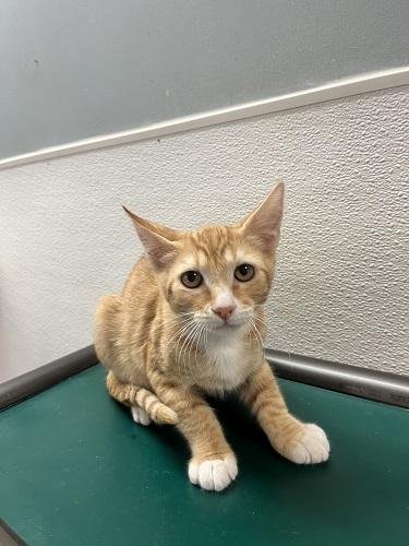 KITTEN 27954 (CHUCKIE) - Tabby available for adoption