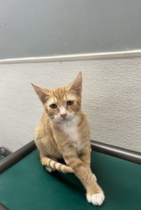Kitten 27954 (Chuckie) - Photo 1