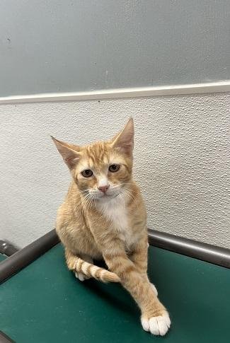 KITTEN 27954 (CHUCKIE) - Tabby available for adoption