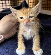 Kitten 27954 (Chuckie) - Photo 4