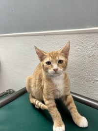 Kitten 27954 (Chuckie) - Photo 3
