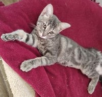 Kitten 27981(Peeta) - Photo 1
