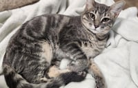 Kitten 27981(Peeta) - Photo 2