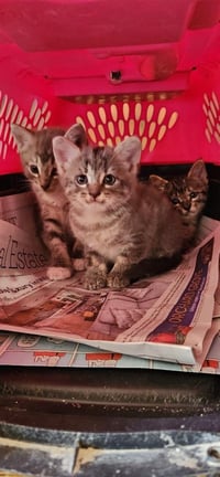 Kitten 27981(Peeta) - Photo 3