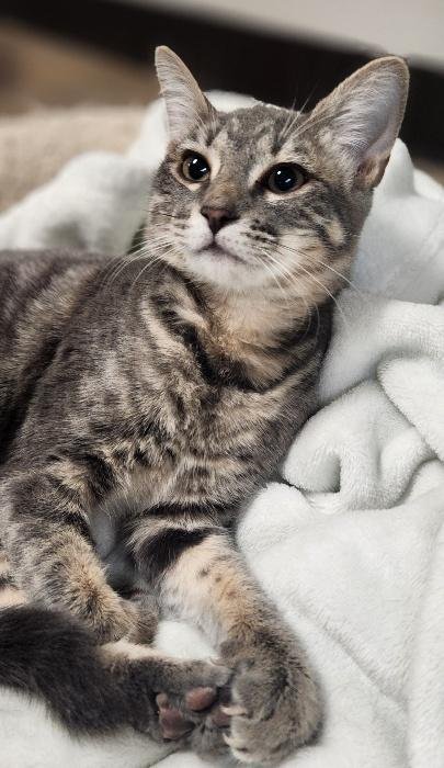 Kitten 27981(Peeta) Image